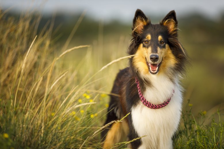 Animales de compañía